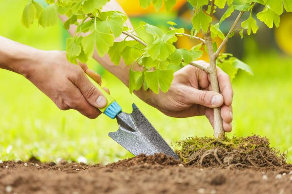 Fruit Tree Planting in Dubuque
