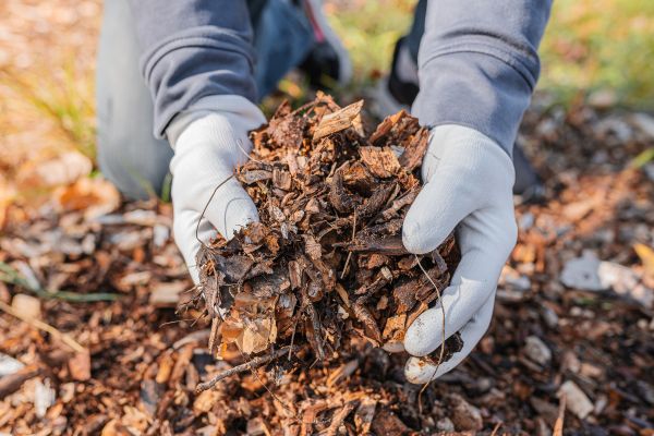 Shredded Mulch Installation in Dubuque