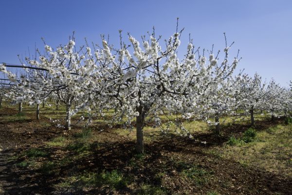 Orchard Planting in Dubuque