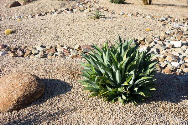 Xeriscaping Service in Dubuque