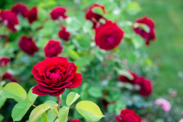 Rose Planting in Dubuque