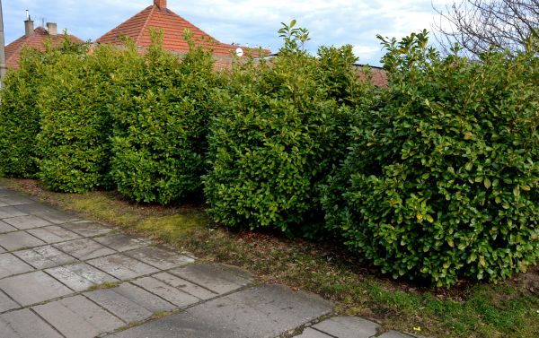 Privacy Shrub Installation in Dubuque
