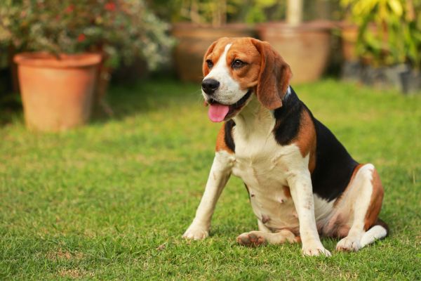 Dog Friendly Landscaping in Dubuque