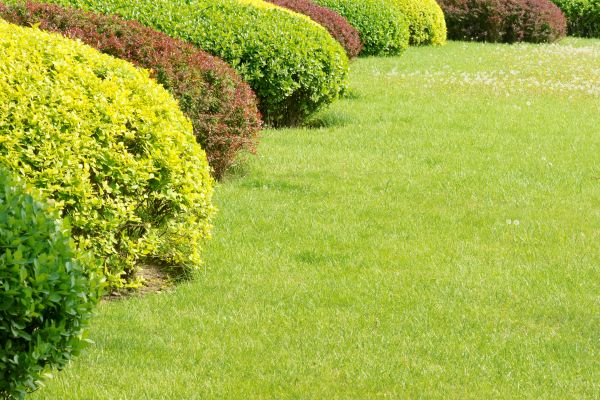 Shrubbery Planting in Dubuque