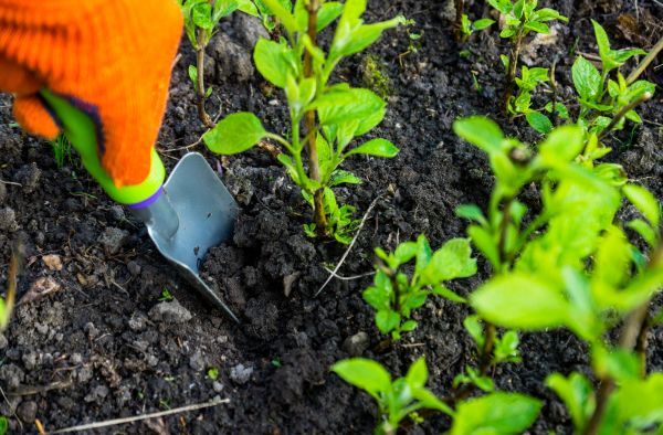 Hydrangea Planting in Dubuque