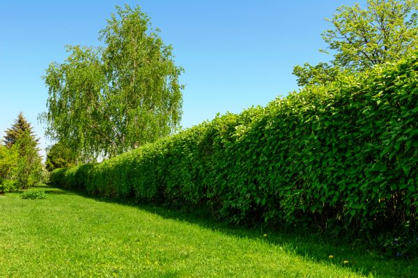 Hedge Replacement in Dubuque