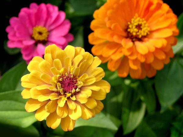 Zinnia Planting in Dubuque