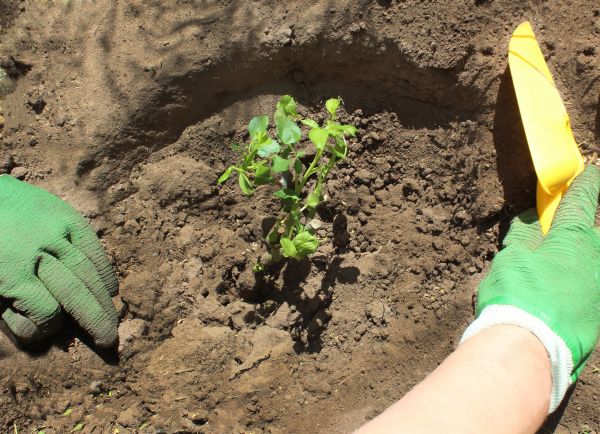 Rose Bush Planting in Dubuque