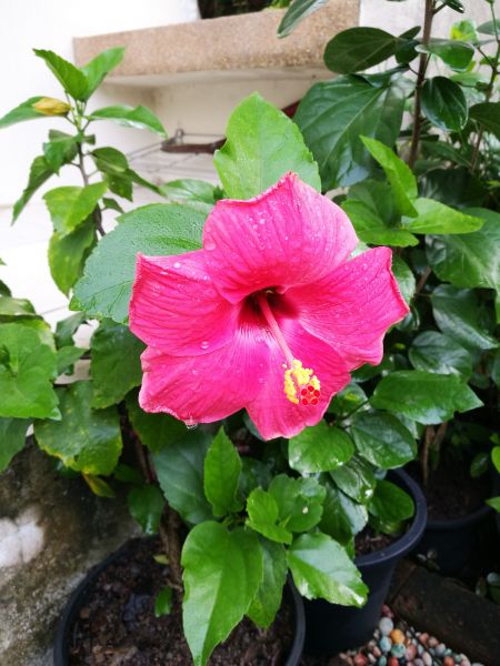 Hibiscus Planting in Dubuque