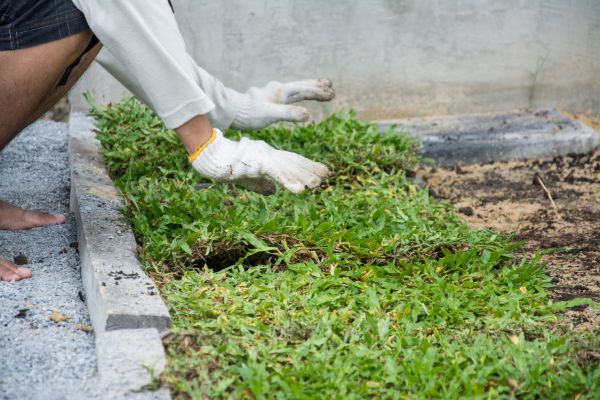 Ground Cover Planting in Dubuque