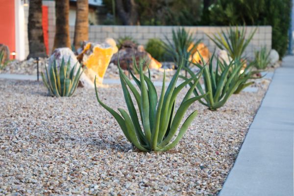 Drought Resistant Landscaping in Dubuque