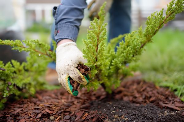Church Mulching in Dubuque