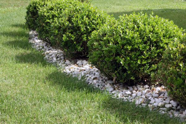 Boxwood Planting in Dubuque