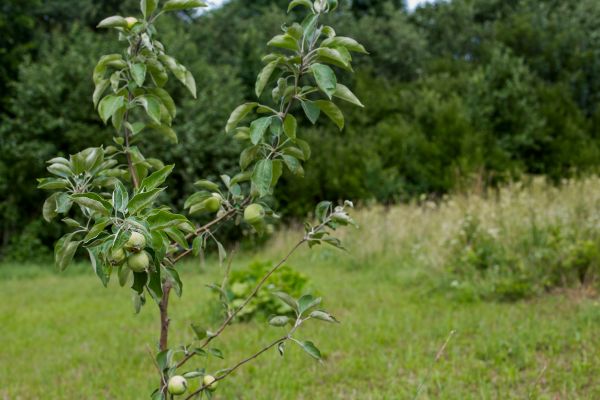 Apple Tree Planting in Dubuque