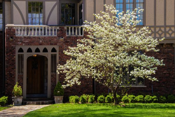 Dogwood Tree Planting in Dubuque